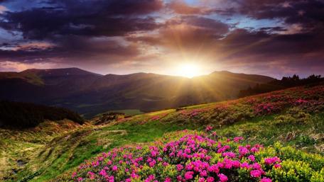 Majestic Sunrise over Blooming Hillside wallpaper
