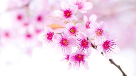 Delicate Pink Blossoms Transforming Spring Scenes wallpaper