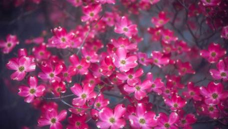 Blossoming Pink Flowers in Twilight Beauty wallpaper