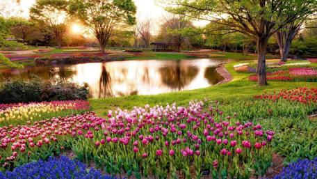 Spring Serenity in Hitachi Seaside Park Japan wallpaper