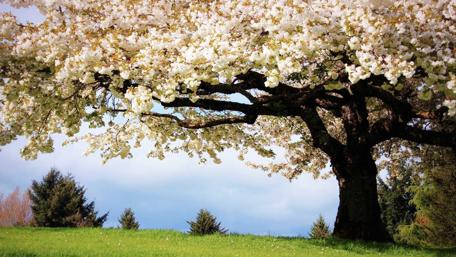Spring Blossoms Under a Beautiful Tree wallpaper