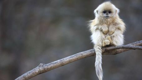 Adorable Baby Monkey Ponders Life wallpaper