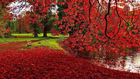 Autumn Serenity by the Park Bench wallpaper