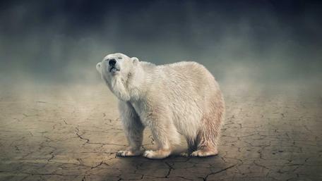 Polar Bear in a Climate Crisis wallpaper
