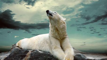 Majestic Polar Bear Under Cloudy Sky wallpaper