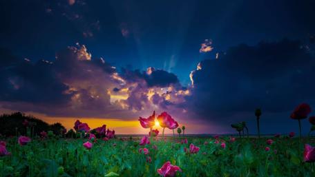 Sunset Over a Poppy Field wallpaper