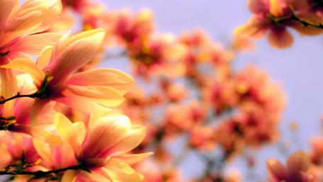 Blurry Floral Bliss wallpaper