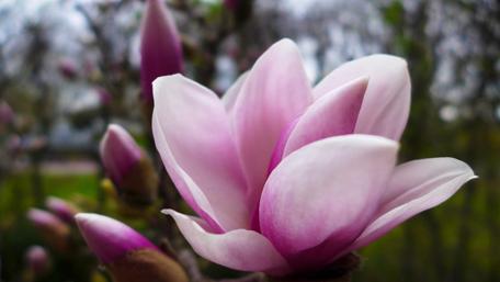 Magnolia Blossom in Full Bloom wallpaper