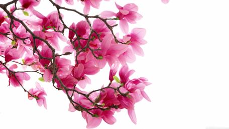 Delicate Pink Magnolia Blossoms in Springtime Beauty wallpaper