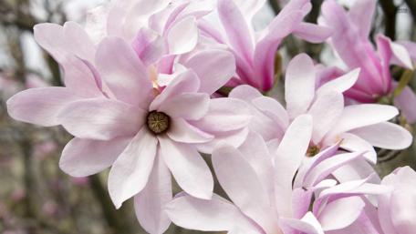Soft Pink Magnolia Blooms Brighten Any Space wallpaper