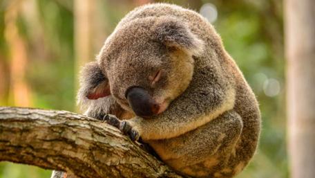 Sleepy Koala in its Natural Habitat wallpaper