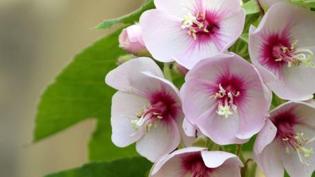 Delicate Pink Flowers Surrounded by Greenery wallpaper