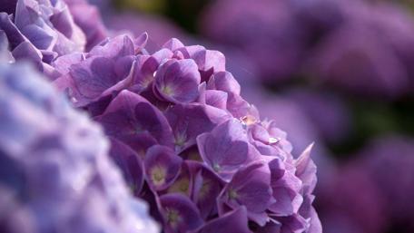 Vibrant Blurry Purple Blossoms wallpaper