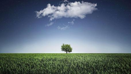Lonely Tree Under a Starry Sky wallpaper