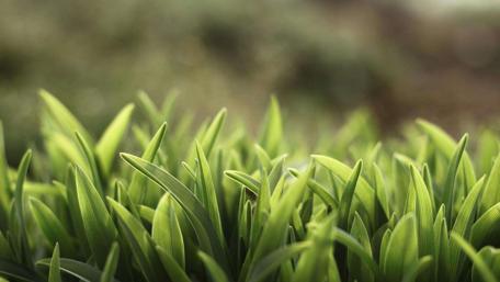 Lush Greenery Embracing Nature's Beauty wallpaper