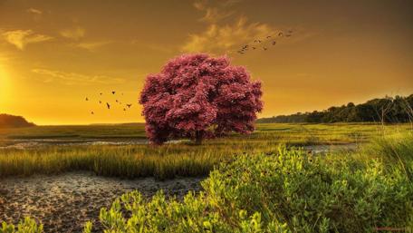 Lone Blooming Tree at Sunset wallpaper