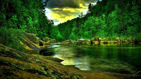 Amazonian Tranquility by the Riverbank wallpaper
