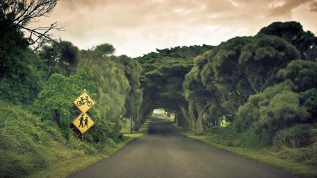 Endless Road Surrounded by Lush Trees wallpaper