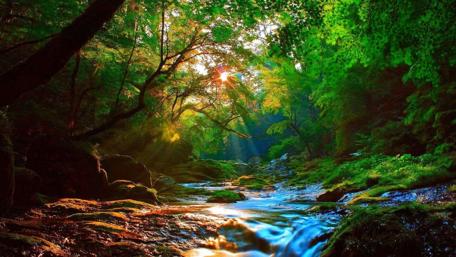Serene Sunlit Creek in a Lush Forest Scene wallpaper