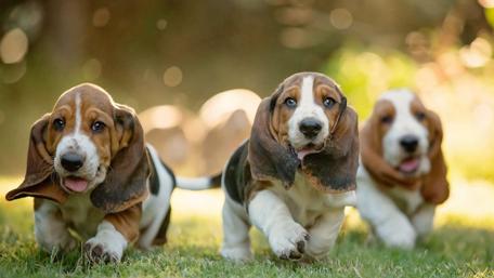 Three Basset Hound Puppies Frolicking in the Grass wallpaper