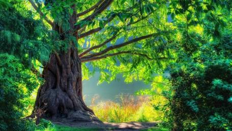 Majestic Tree Surrounded by Lush Greenery wallpaper