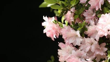 Pink azalea in dark bacground wallpaper