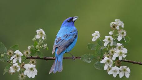 Majestic Blue Grosbeak in Blooming Spring Tree wallpaper
