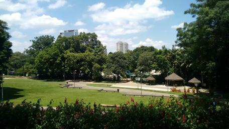 Green Oasis in Urban São Paulo wallpaper