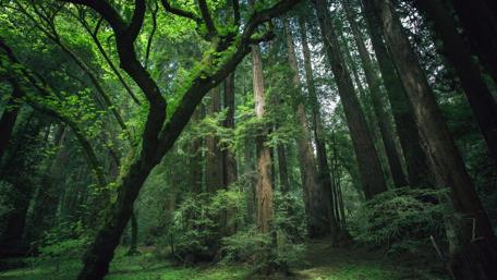 Lush Serenity of the Enchanting Green Forest wallpaper