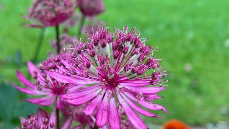 Vibrant Summer Blooms in Full Glory wallpaper