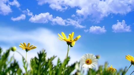 Bright Wildflowers Under a Clear Blue Sky wallpaper