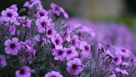 Whispers of Purple Blossoms wallpaper