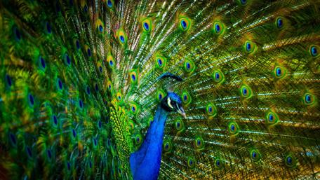 Majestic Peacock Displaying Vibrant Feathers wallpaper