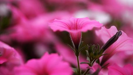Blurry Bliss of Blooming Petunias wallpaper
