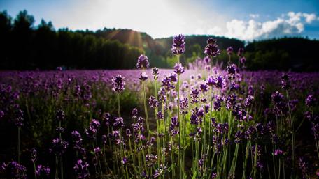 Lavender Fields Bathed in Sunshine wallpaper