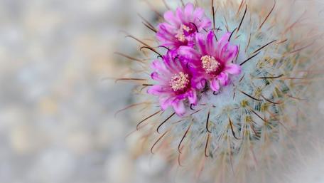 Vibrant Cactus Blossoms in Blooming Beauty wallpaper