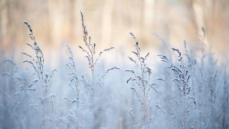 Frosty Winter Grass Scene wallpaper