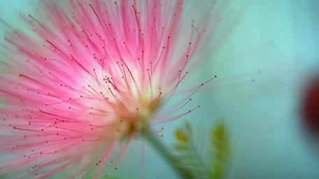 Ethereal Pink Blossom Radiance wallpaper