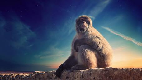 Monkey Under the Starry Night Sky wallpaper