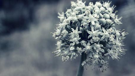 Monochrome Flower Bulb Beauty wallpaper