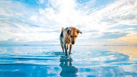 Golden Retriever Exploring a Serene Lake Scene wallpaper
