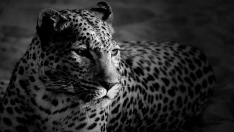 Majestic Leopard in Monochrome Elegance wallpaper