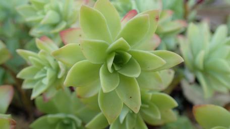 Vibrant Green Houseleek in Macro Detail wallpaper