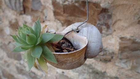 Charming Houseleek in Shell Planter Decoration wallpaper