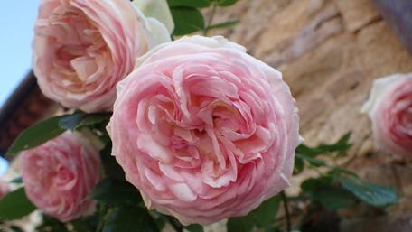 Pink Roses in Bloom Against Rustic Wall wallpaper