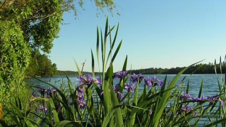 Serene Riverside View with Blooming Irises wallpaper
