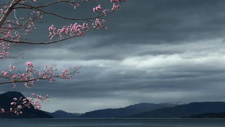 Cherry Blossoms Against an Overcast Sky wallpaper