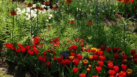 Vibrant Tulip Garden in Bloom wallpaper
