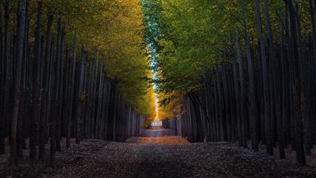 Enchanted Tree-Lined Pathway wallpaper