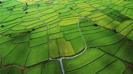 Lush Green Rice Paddies from Above wallpaper